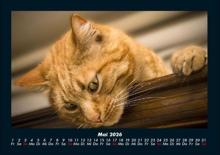 Produktbild: F&uuml;r Katzenfreunde 2026 Fotokalender DIN A4