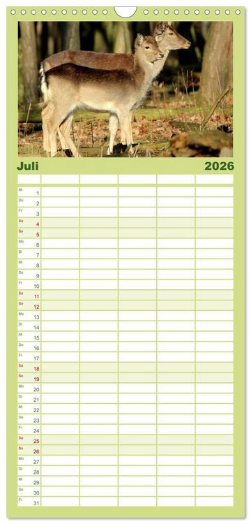 Produktbild: Familienplaner 2026 - Hirsche - K&ouml;nige des Waldes mit 5 Spalten (Wandkalender, 21 x 45 cm) CALVENDO