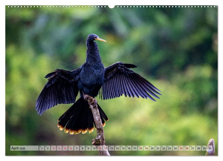 Produktbild: Phantastische Vogelwelt Costa Rica (Wandkalender 2026 DIN A2 quer), CALVENDO Monatskalender