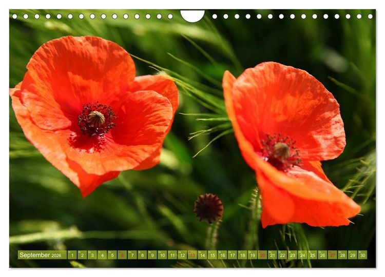 Produktbild: Mohn Tage (Wandkalender 2026 DIN A4 quer), CALVENDO Monatskalender