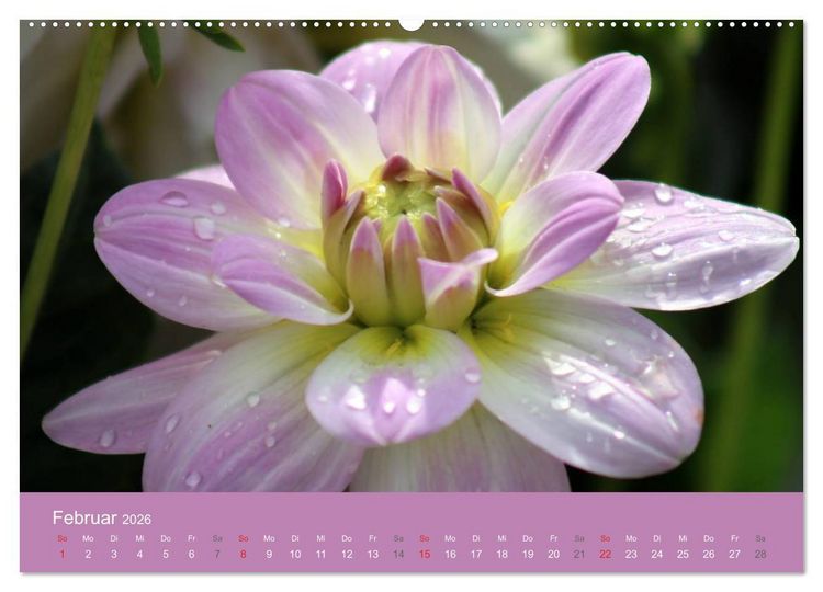 Produktbild: Dahlien (Wandkalender 2026 DIN A2 quer), CALVENDO Monatskalender