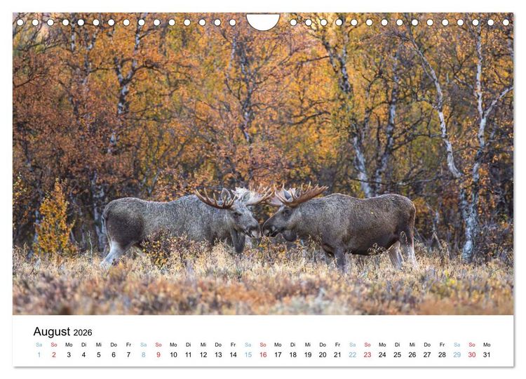 Produktbild: Tierwelt Skandinaviens (Wandkalender 2026 DIN A4 quer), CALVENDO Monatskalender