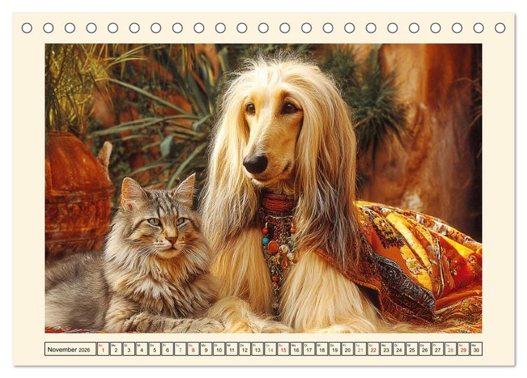 Produktbild: Afghanischer Windhund. Eleganter Sichtj&auml;ger und sensibler Couch-Potatoe (Tischkalender 2026 DIN A5 quer), CALVENDO Monatskalender