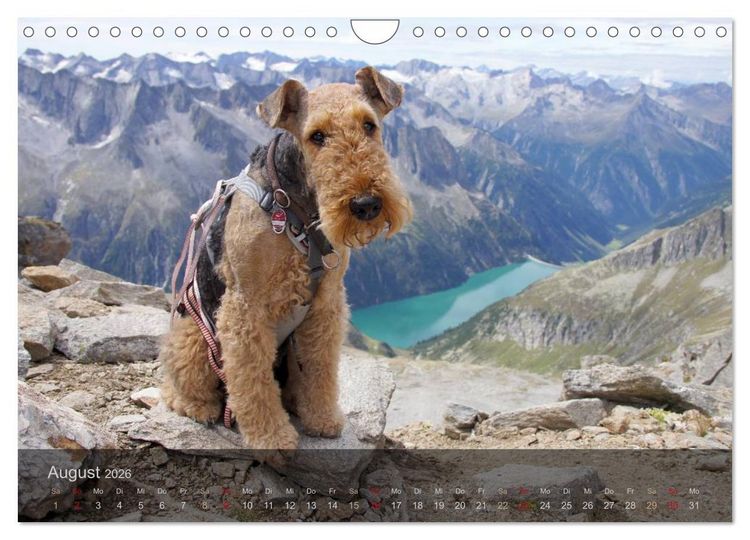 Produktbild: Der Bergdale - mit Hund im Hochgebirge (Wandkalender 2026 DIN A4 quer), CALVENDO Monatskalender