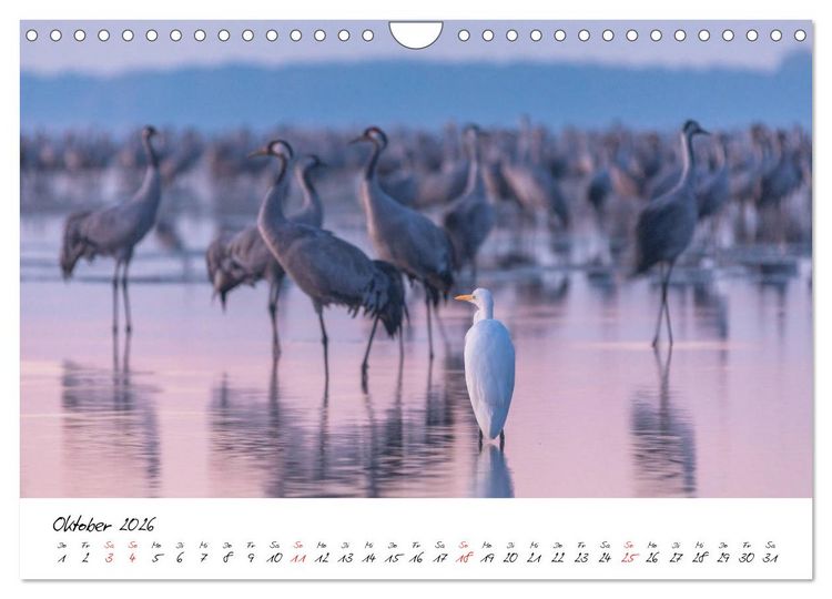 Produktbild: Kraniche am Schlafplatz - im Naturparadies der Mecklenburgischen Seenplatte (Wandkalender 2026 DIN A4 quer), CALVENDO Monatskalender