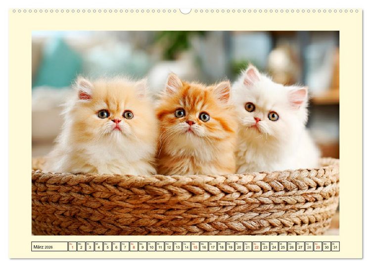 Produktbild: Edle Perserkatzen. Leises Schnurren in Haus und Garten (hochwertiger Premium Wandkalender 2026 DIN A2 quer), Kunstdruck in Hochglanz