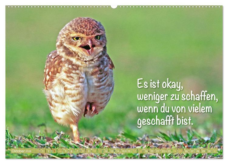 Produktbild: Die Eulen sind los: Edition lustige Tiere (Wandkalender 2026 DIN A2 quer), CALVENDO Monatskalender