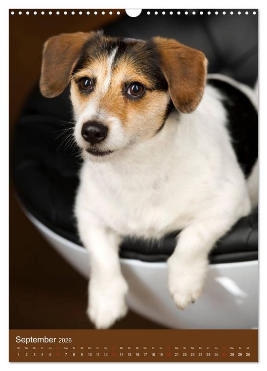 Produktbild: Jack Russell Terrier (Wandkalender 2026 DIN A3 hoch), CALVENDO Monatskalender
