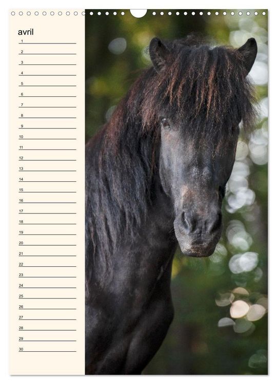 Produktbild: Cheval islandais - Calendrier anniversaire (Calendrier mural 2026 DIN A3 horizontal), CALVENDO calendrier mensuel