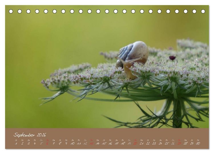 Produktbild: Schneckchen (Tischkalender 2026 DIN A5 quer), CALVENDO Monatskalender