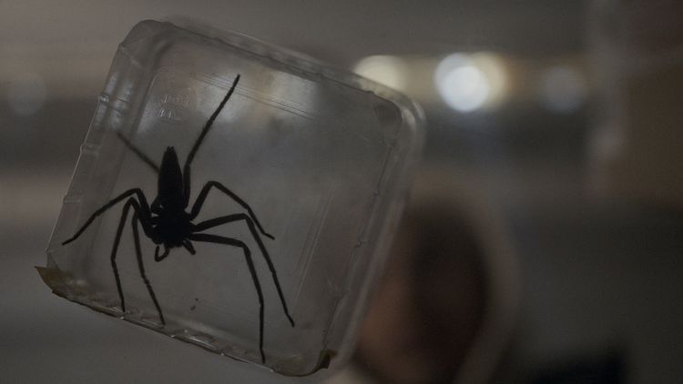 Spiders - Ihr Biss ist der Tod (Mediabook, 4K-UHD+Blu-ray+Bonus-Blu-ray)