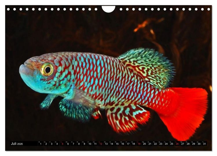 Produktbild: Bunte Fische der Welt - Killifische (Wandkalender 2026 DIN A4 quer), CALVENDO Monatskalender