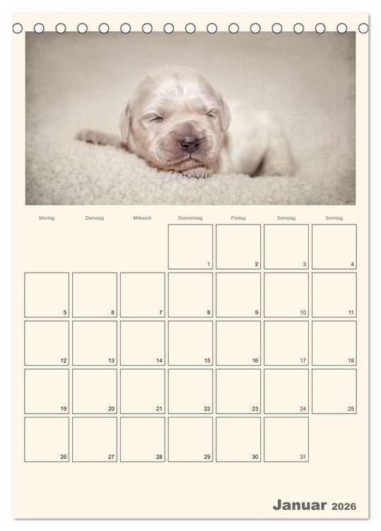 Produktbild: Zauberhafte Golden Retriever (Tischkalender 2026 DIN A5 hoch), CALVENDO Monatskalender