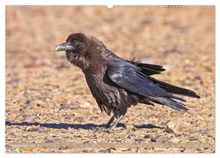 Produktbild: Rabenv&ouml;gel: Schwarz, schlau, sch&ouml;n (hochwertiger Premium Wandkalender 2026 DIN A2 quer), Kunstdruck in Hochglanz