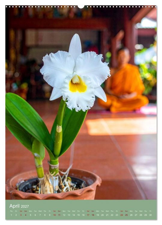 Produktbild: Cattleya - Breeder's Pride (High Quality Premium Wall Calendar 2027 DIN A2 portrait),CALVENDO 12 Month Wall Calendar