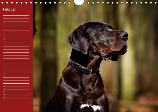 Produktbild: Deutsche Doggen / Geburtstagskalender (Wandkalender immerw&auml;hrend DIN A4 quer)