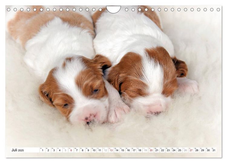 PWHAOO Irish Setters Welcome Flagge – Gartendekoration, 45,7 X 31,8 Cm, Rot-weiß, Doppelseitig Bedruckt