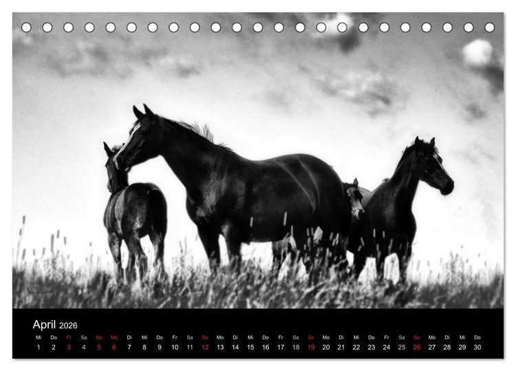 Produktbild: Pferde 2026 Wild Thing (Tischkalender 2026 DIN A5 quer), CALVENDO Monatskalender
