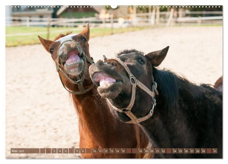 Produktbild: Das Lachen der Pferde - Lustige Gesichter (hochwertiger Premium Wandkalender 2027 DIN A2 quer), Kunstdruck in Hochglanz
