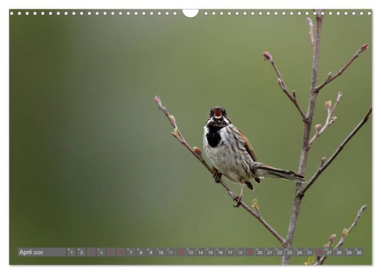 Produktbild: INNE BOTANIK - V&ouml;gel im Ruhrpott (Wandkalender 2026 DIN A3 quer), CALVENDO Monatskalender