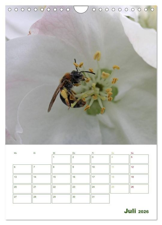 Produktbild: Bienen-Terminplaner 2026 (Wandkalender 2026 DIN A4 hoch), CALVENDO Monatskalender