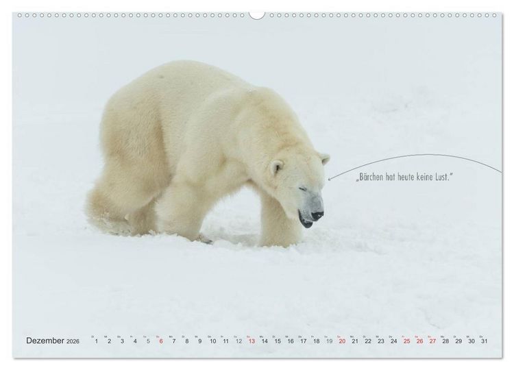 Produktbild: Emotionale Momente: Eisb&auml;ren - ganz menschlich gesehen. (Wandkalender 2026 DIN A2 quer), CALVENDO Monatskalender