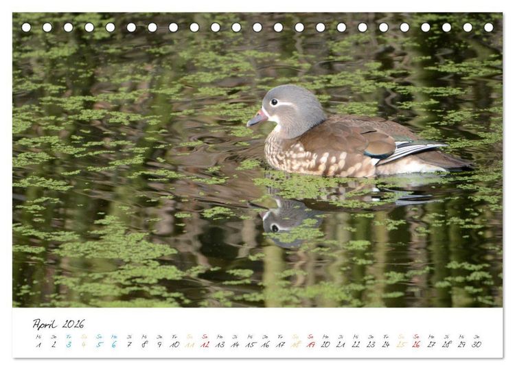 Produktbild: Mandarinenenten, die Liebe zur Natur (Tischkalender 2026 DIN A5 quer), CALVENDO Monatskalender
