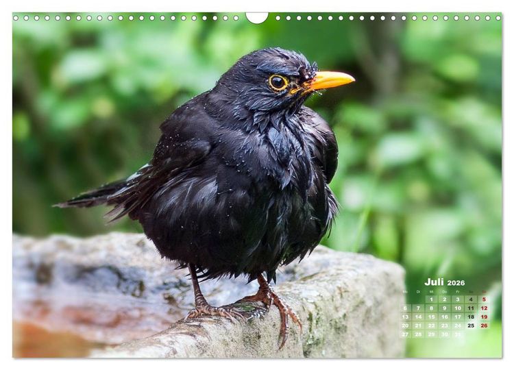 Produktbild: NATUR PUR - Singv&ouml;gel ganz nah (Wandkalender 2026 DIN A3 quer), CALVENDO Monatskalender