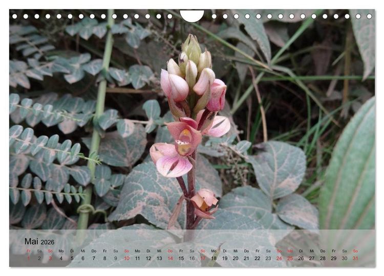 Produktbild: Orchideenland Ecuador (Wandkalender 2026 DIN A4 quer), CALVENDO Monatskalender