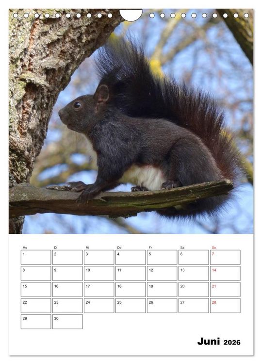 Produktbild: Niedliche Eichh&ouml;rnchen (Wandkalender 2026 DIN A4 hoch), CALVENDO Monatskalender
