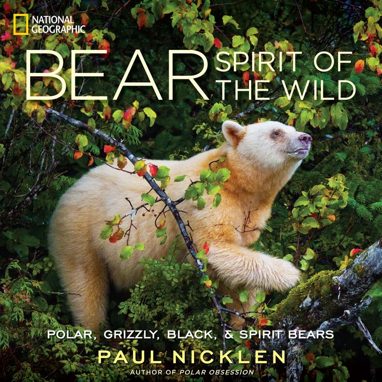 Produktbild: Bear