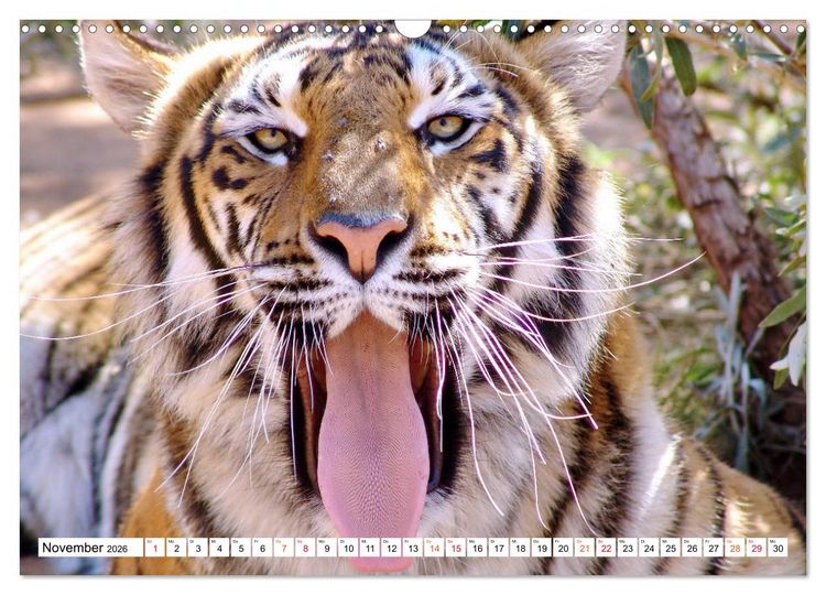 Produktbild: TIGER IMPRESSIONEN Gestreifte Seltenheit auf unserer Erde (Wandkalender 2026 DIN A3 quer), CALVENDO Monatskalender