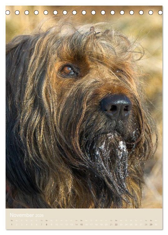 Produktbild: Briard-Gesichter (Tischkalender 2026 DIN A5 hoch), CALVENDO Monatskalender