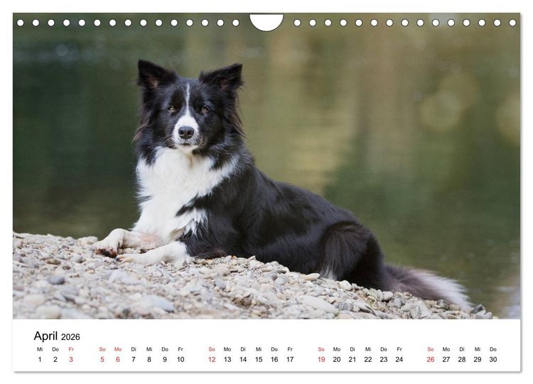Produktbild: Border Collie - Bunt und clever! (Wandkalender 2026 DIN A4 quer), CALVENDO Monatskalender