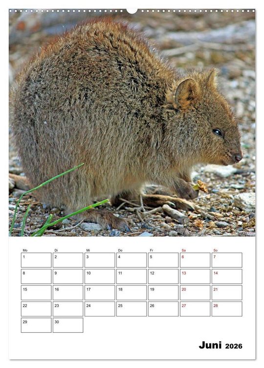Produktbild: Australiens faszinierende Tierwelt (Wandkalender 2026 DIN A2 hoch), CALVENDO Monatskalender
