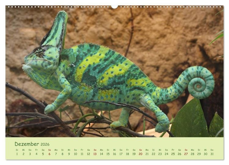 Produktbild: Augenblicke der Cham&auml;leons (hochwertiger Premium Wandkalender 2026 DIN A2 quer), Kunstdruck in Hochglanz