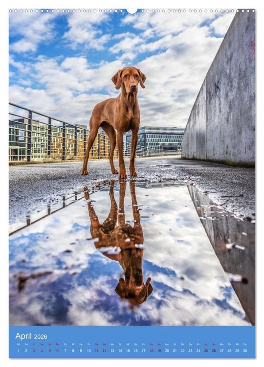 Produktbild: Hundeportraits - Monatskalender (Wandkalender 2026 DIN A2 hoch), CALVENDO Monatskalender