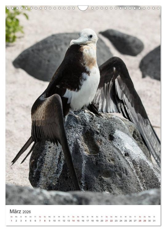 Produktbild: Galapagos - Atemberaubende Tierwelt (Wandkalender 2026 DIN A3 hoch), CALVENDO Monatskalender