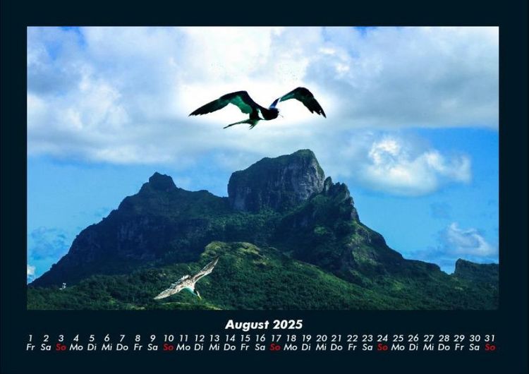 Produktbild: M&ouml;wen 2025 Fotokalender DIN A4