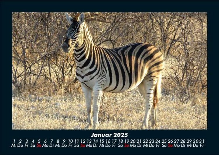 Produktbild: Zebrazauber 2025 Fotokalender DIN A5