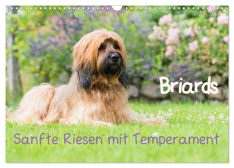 Produktbild: Briards - sanfte Riesen mit Temperament (Wandkalender 2026 DIN A3 quer), CALVENDO Monatskalender