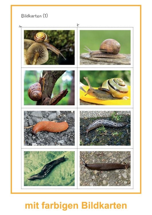 Produktbild: Schnecken