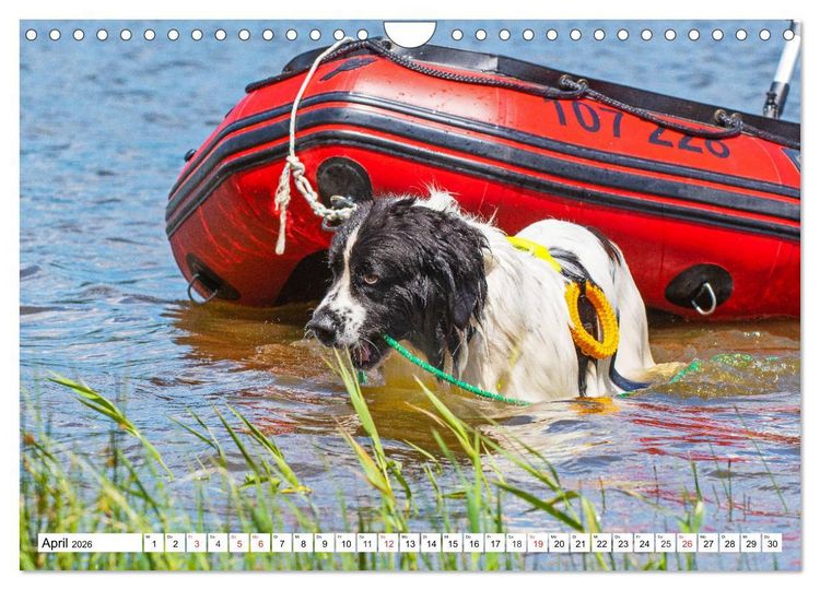 Produktbild: Landseer - Ein starker Freund auf 4 Pfoten (Wandkalender 2026 DIN A4 quer), CALVENDO Monatskalender