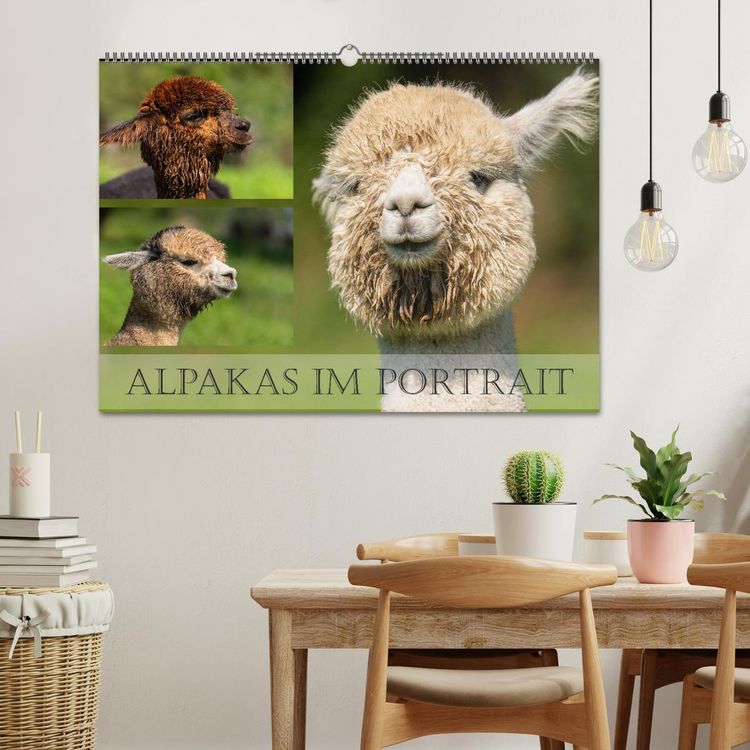 Produktbild: Alpakas im Portrait (Wandkalender 2026 DIN A2 quer), CALVENDO Monatskalender