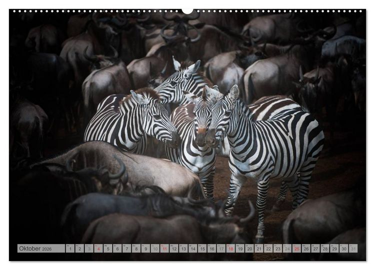 Produktbild: Emotionale Momente: Afrika Wildlife Part 2 / CH-Version (hochwertiger Premium Wandkalender 2026 DIN A2 quer), Kunstdruck in Hochglanz