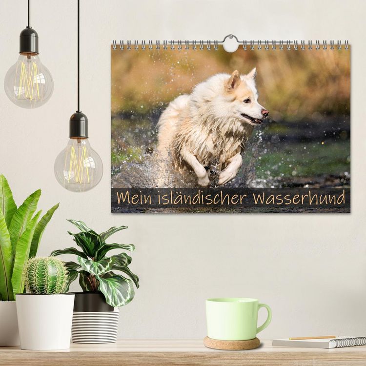 Produktbild: Mein isl&auml;ndischer Wasserhund (Wandkalender 2026 DIN A4 quer), CALVENDO Monatskalender