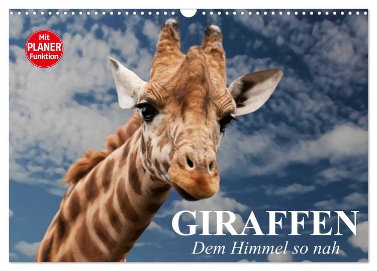 Produktbild: Giraffen. Dem Himmel so nah (Wandkalender 2026 DIN A3 quer), CALVENDO Monatskalender