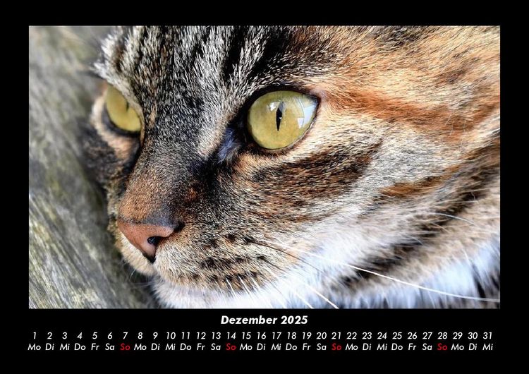 Produktbild: F&uuml;r Katzenfreunde 2025 Fotokalender DIN A3