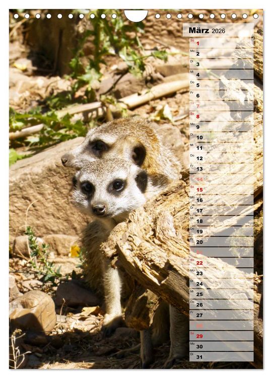 Produktbild: Erdm&auml;nnchen, putzige Kerlchen mit gro&szlig;en Knopfaugen (Wandkalender 2026 DIN A4 hoch), CALVENDO Monatskalender