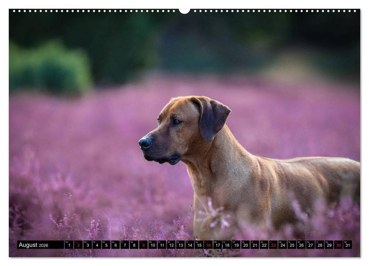 Produktbild: Ridgeback King (Wandkalender 2026 DIN A2 quer), CALVENDO Monatskalender